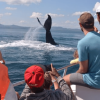 Whale Watching + Cayo Levantado Freedom - Image 5