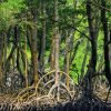 ⁦Los Haitises: Caves, Mangroves, & Rainforest Hike/Boat Tour⁩ – תמונה ⁦4⁩