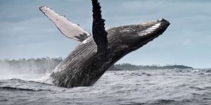 Samana: Whale Watching and Cayo Levantado Full Day Tour