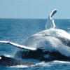 Whale Watching + Cayo Levantado Freedom - Image 15