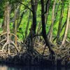 Samaná: Los Haitises National Park & Cayo Levantado Island - Gambar 4