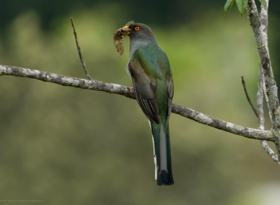 Priotelus-roseigaster-Trogon-de-la-Espanola-Papagallo-hembra-Juvenil