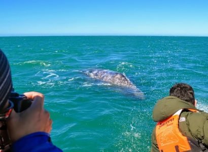 ホエールウォッチング17-1.jpg