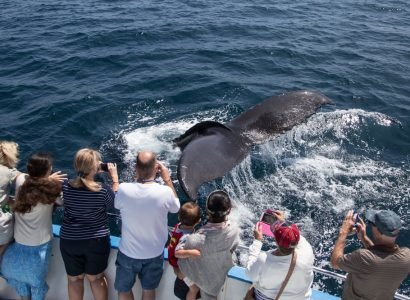 Whale-watching50.jpg