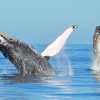 Whale Watching  in Punta Cana / Cap Cana to Samaná Bay + Cayo Levantado (Bacardi Island) from Hotels. - Gambar 15